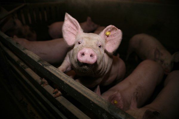 Cochons dans une etable