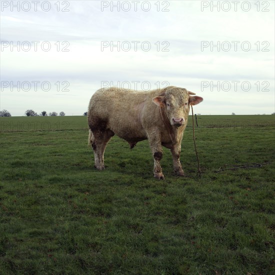 Taureau dans un pre