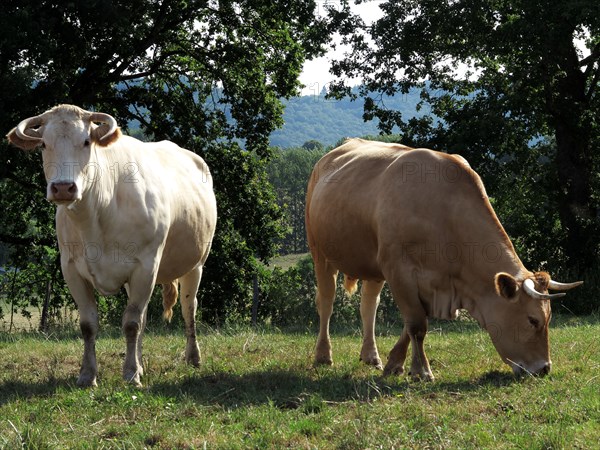 Vaches dans un pâturage