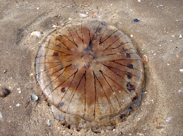 Jellyfish washed up on a beach