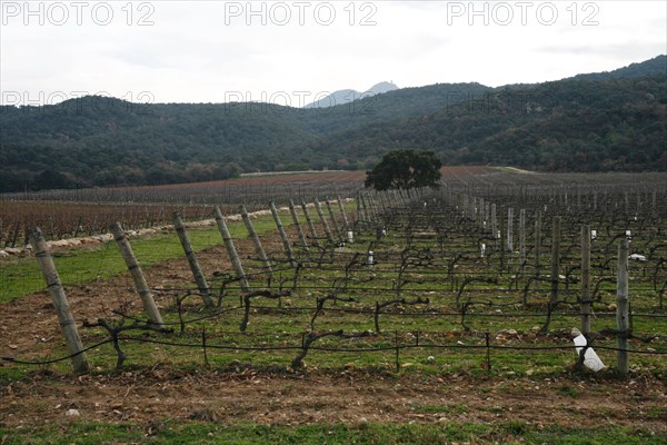 Vignobles à Argeles-sur-Mer