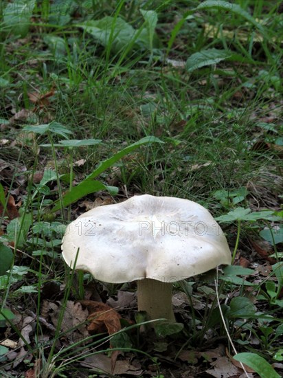 Champignon