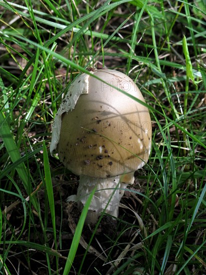 Champignon