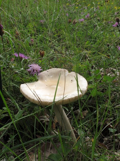 Champignon