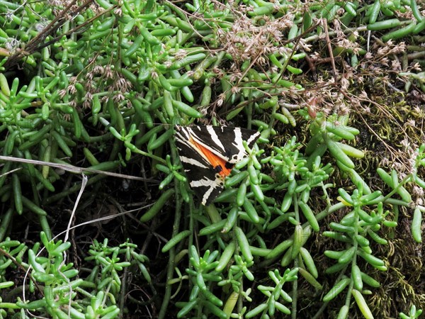 Papillon de nuit