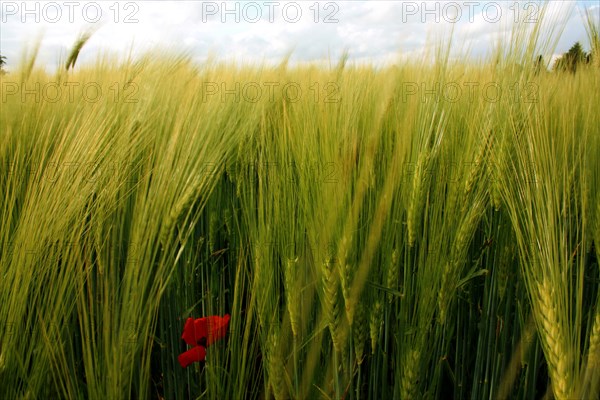 Champ de blé pres de Pithiviers