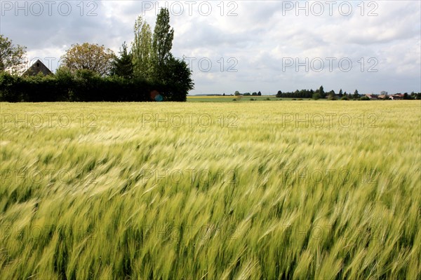 Champ de blé pres de Pithiviers