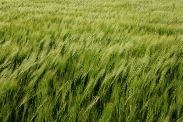 Champ de blé pres de Pithiviers