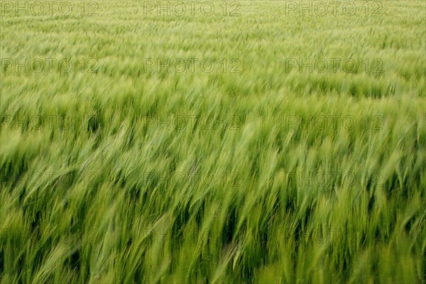 Champ de blé pres de Pithiviers