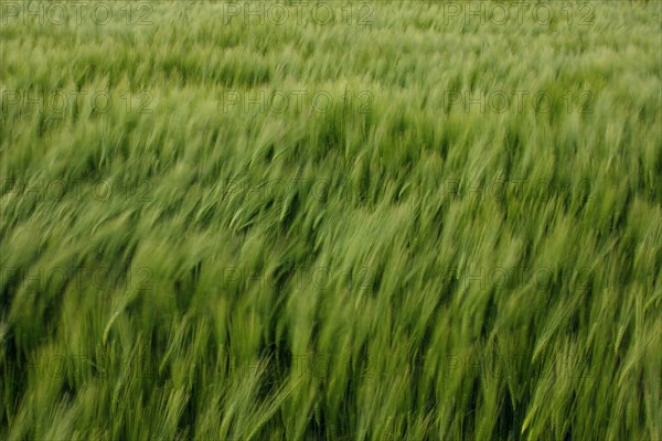 Champ de blé pres de Pithiviers