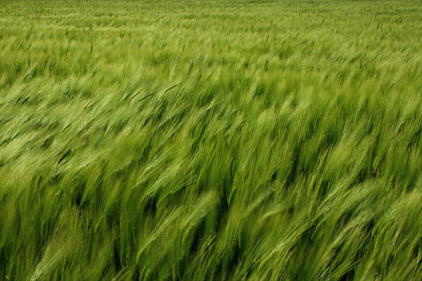 Champ de blé pres de Pithiviers