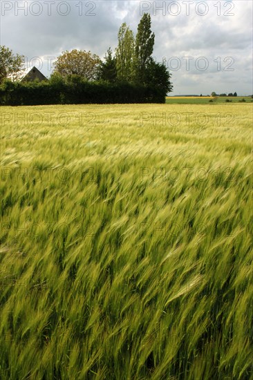 Wheat field near Pithiviers