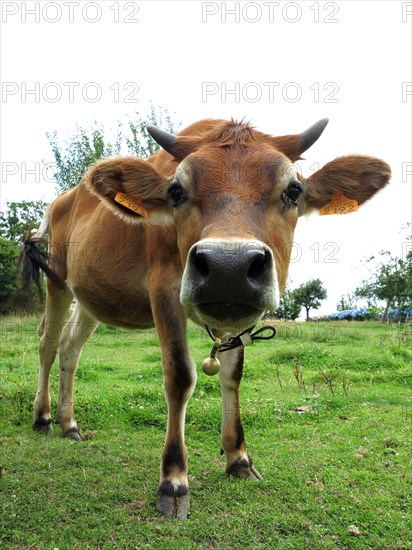 Cow