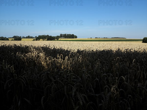 Champ de ble