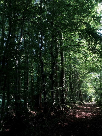 Sous-bois en Normandie