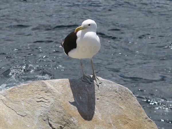 Seagull