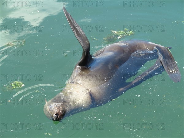 Sea lion