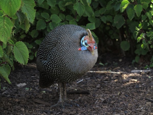 Numidian guinea fowl