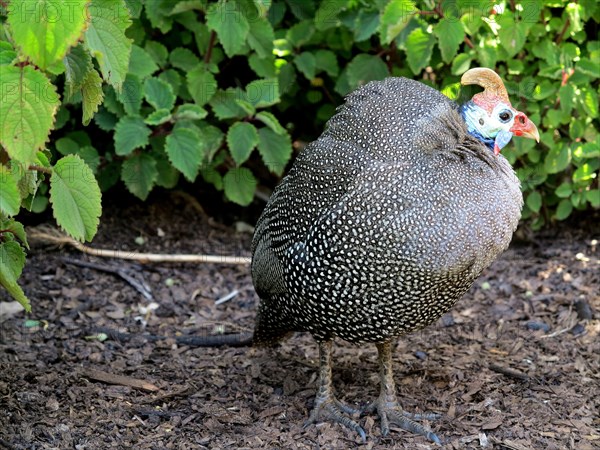 Numidian guinea fowl