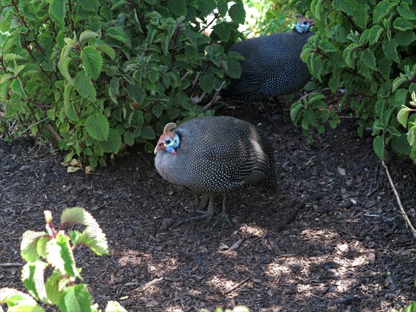 Numidian guinea fowl