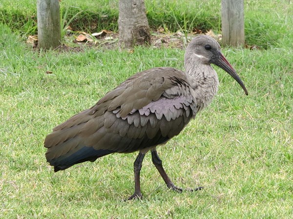 Ibis Hagedash