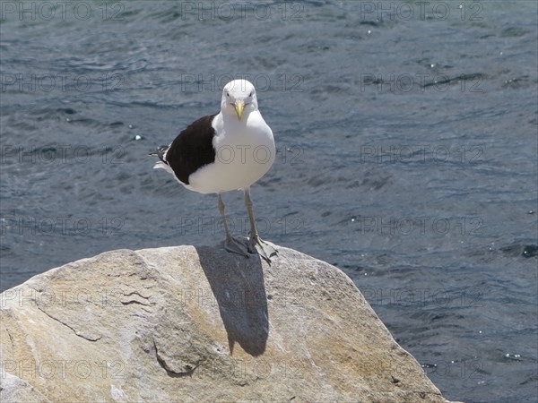 Seagull