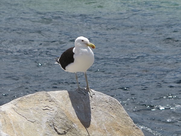 Seagull