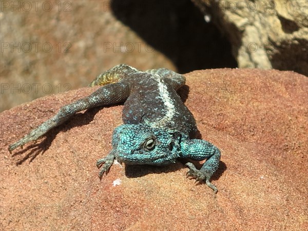 Blue lizard