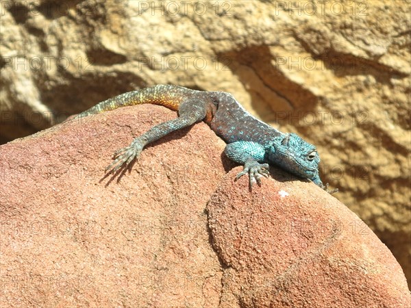 Blue lizard