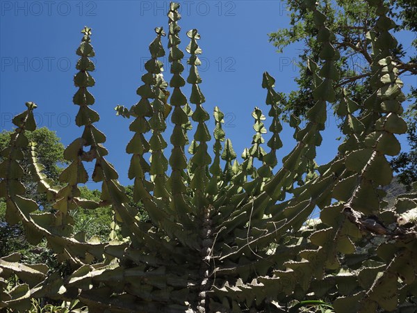 Le Cap, Jardin botanique national Kirstenbosch