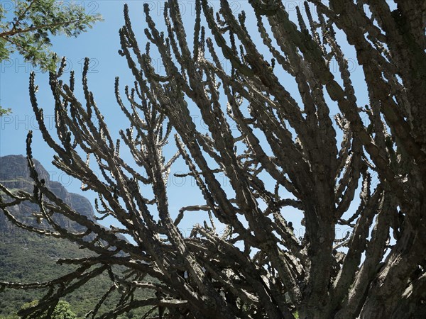 Capetown, Kirstenbosch National Botanical Garden