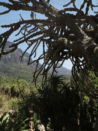 Capetown, Kirstenbosch National Botanical Garden