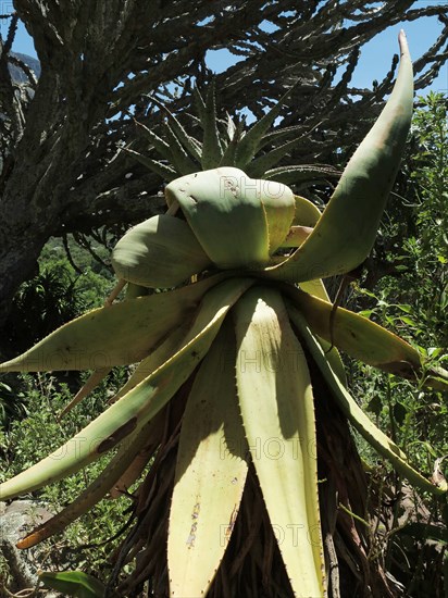 Capetown, Kirstenbosch National Botanical Garden