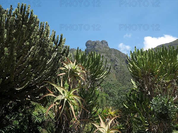 Capetown, Kirstenbosch National Botanical Garden