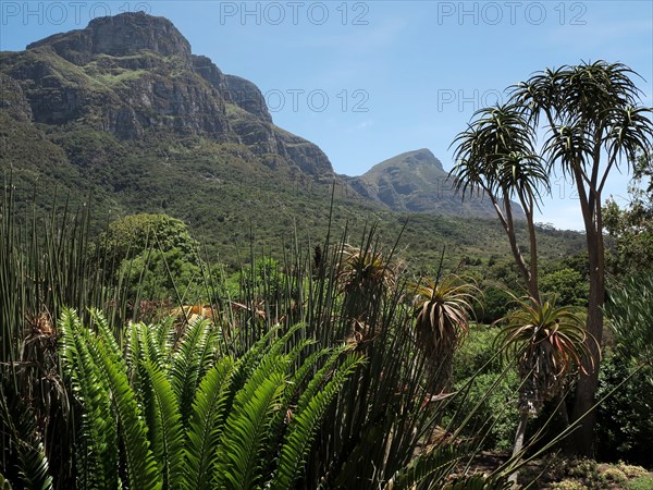 Le Cap, Jardin botanique national Kirstenbosch