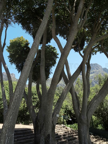 Le Cap, Jardin botanique national Kirstenbosch