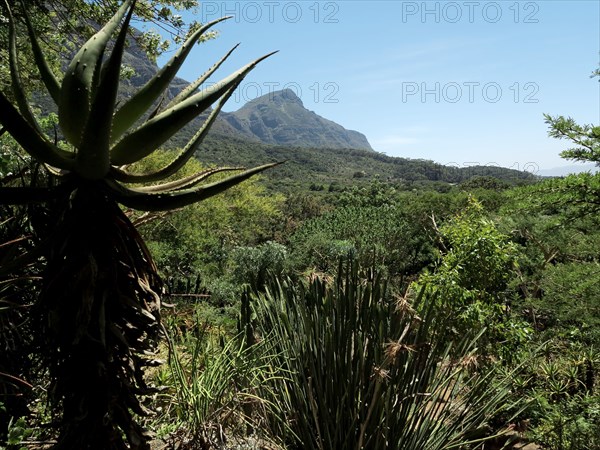 Capetown, Kirstenbosch National Botanical Garden