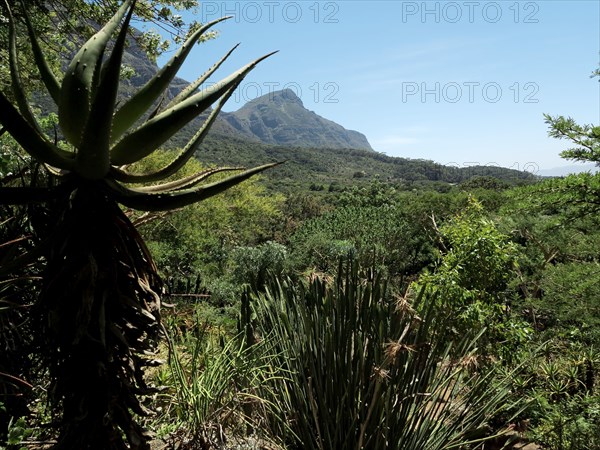 Le Cap, Jardin botanique national Kirstenbosch