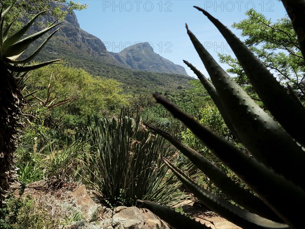 Capetown, Kirstenbosch National Botanical Garden