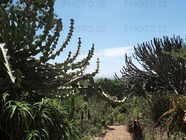 Capetown, Kirstenbosch National Botanical Garden