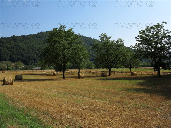 Fields with walnut trees in Correze