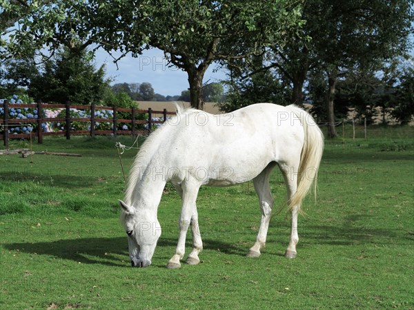 White horse