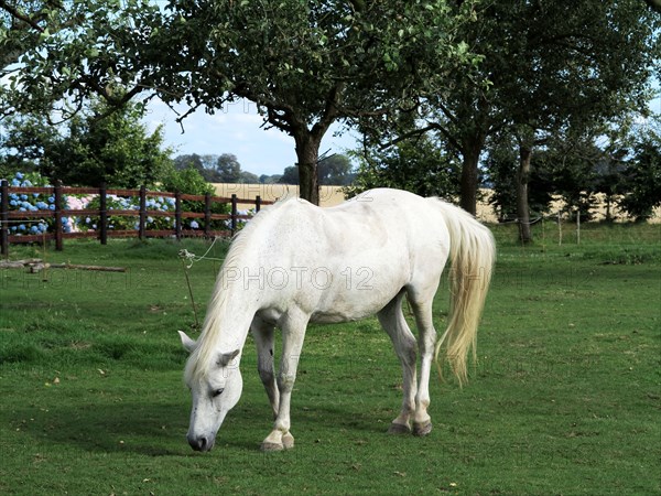 Cheval blanc