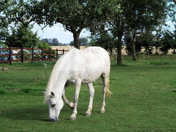 Cheval blanc