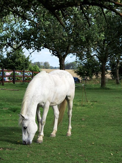 Cheval blanc