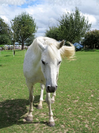 White horse