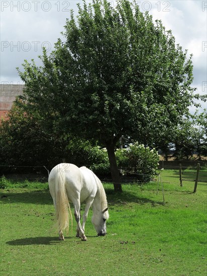 White horse