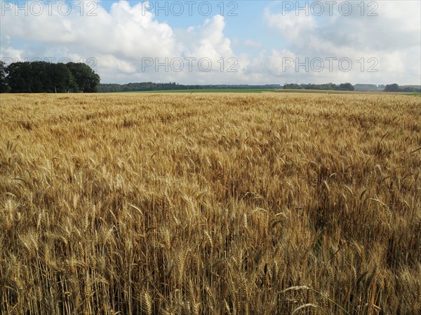 Champ de blé du pays de Caux