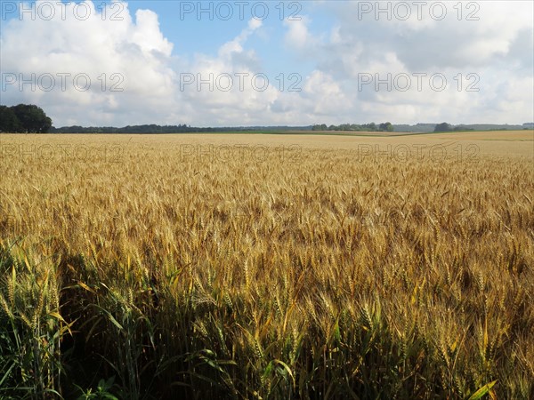 Champ de blé du pays de Caux