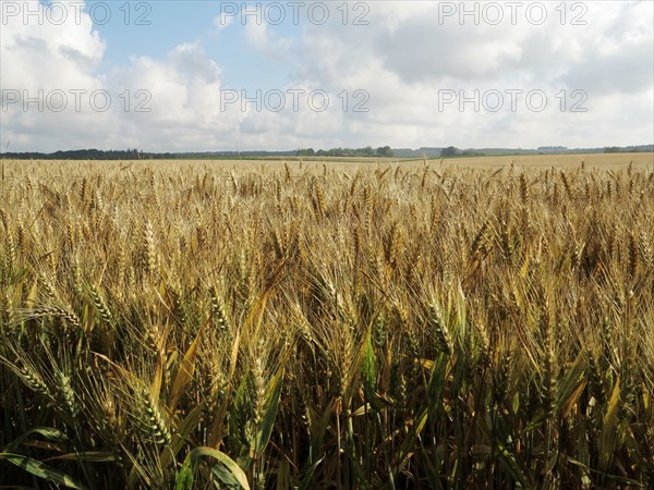 Champ de blé du pays de Caux